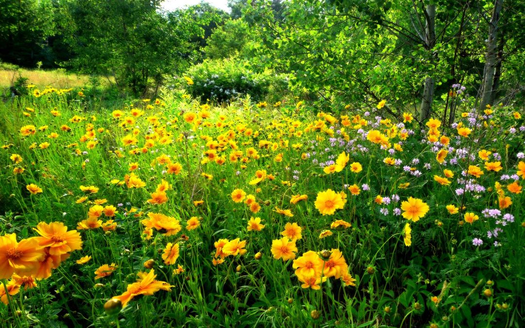 What It Means To Live Life In Joy