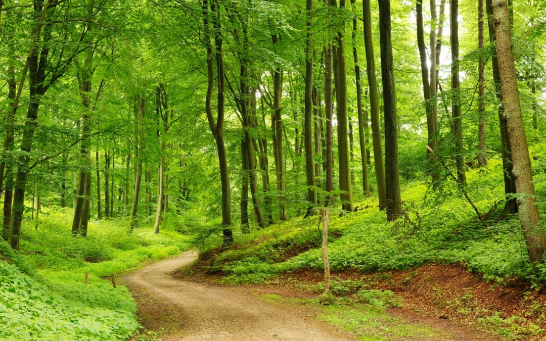 Courage – What Is It and How Do You Cultivate It?