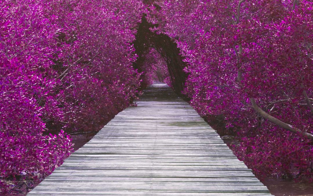 Happy New Year! The End of A Cycle of Years