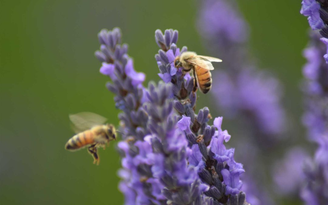 Meditation – Why Do It