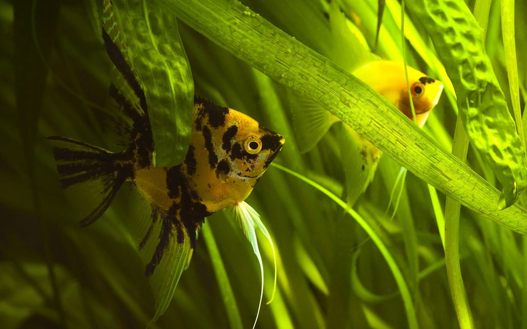 How Spirit Speaks To Us – Sign and Symbol