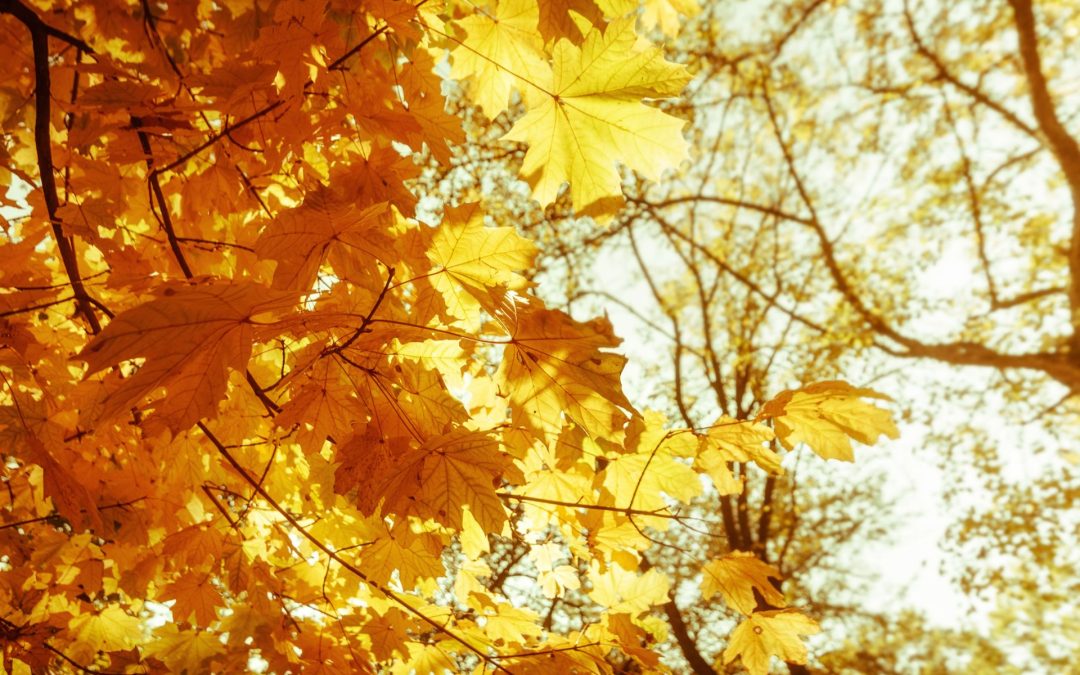 The US Presidential Elections – A Perspective