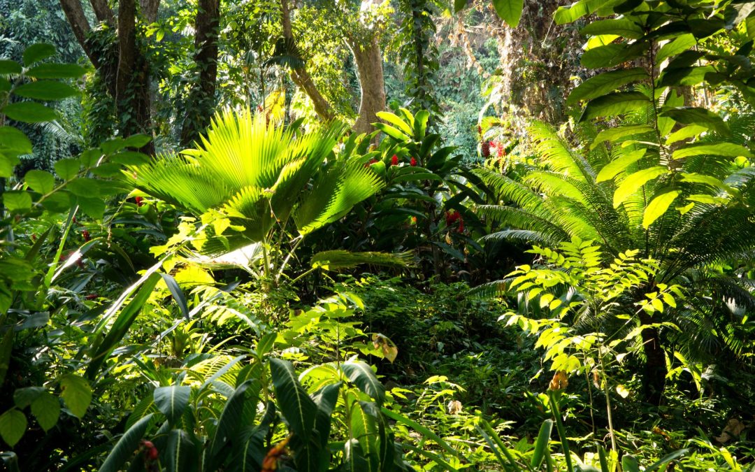 Eclipse’s – How to work with them for healing