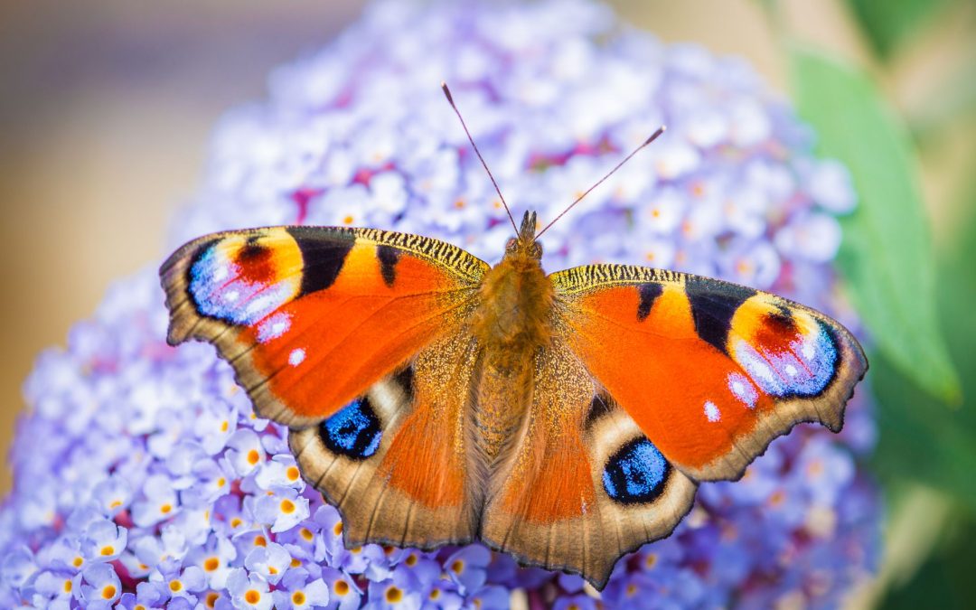 This is my contribution to society…