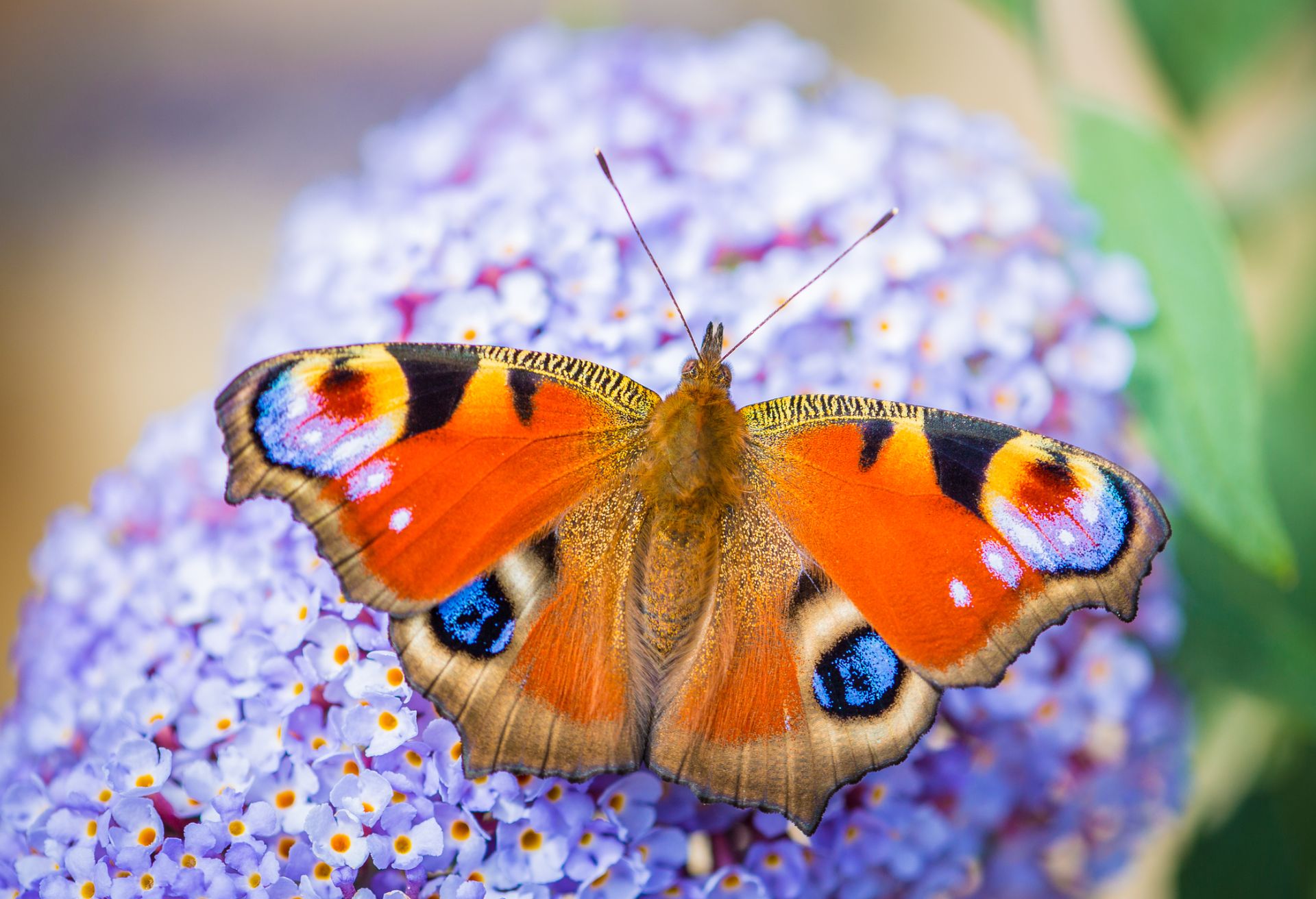 padma-life-coaching-57