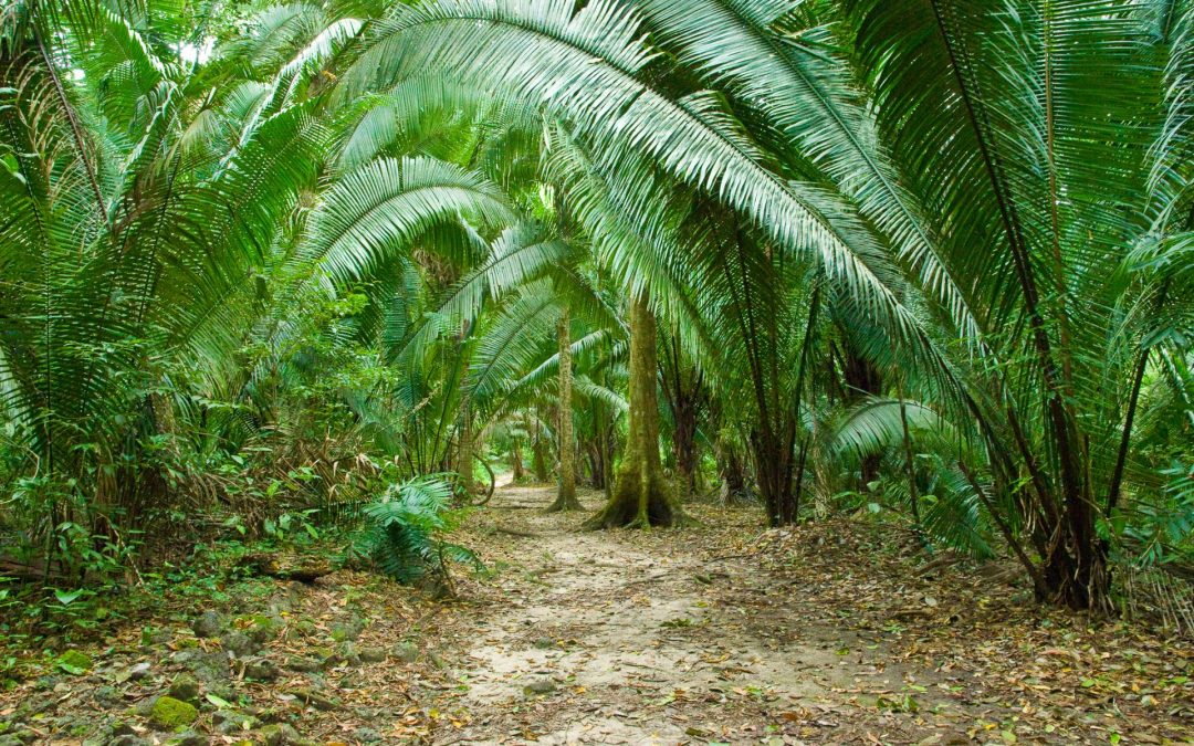 Steven Forrest Programs